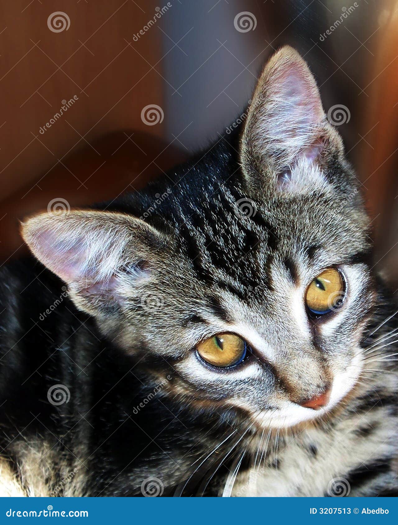 Tabby Cat. A close up shot of a kitten.