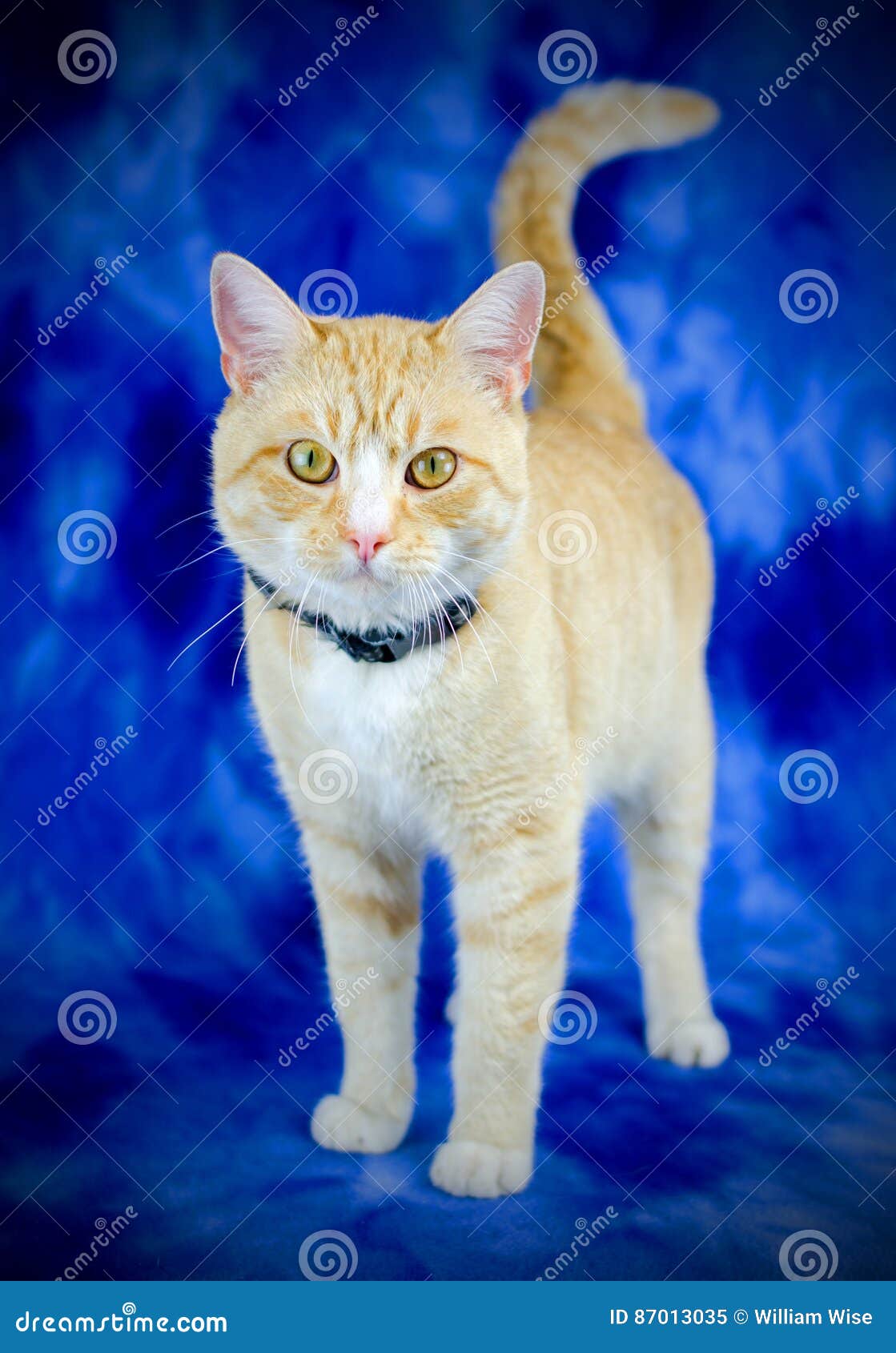 Tabby Cat alaranjada na obscuridade - fundo azul. Gato masculino alaranjado de tom do gato malhado no fundo azul do estúdio, fotografia animal para o abrigo de Walton County Animal Control, fotografia humana da adoção do animal de estimação da sociedade