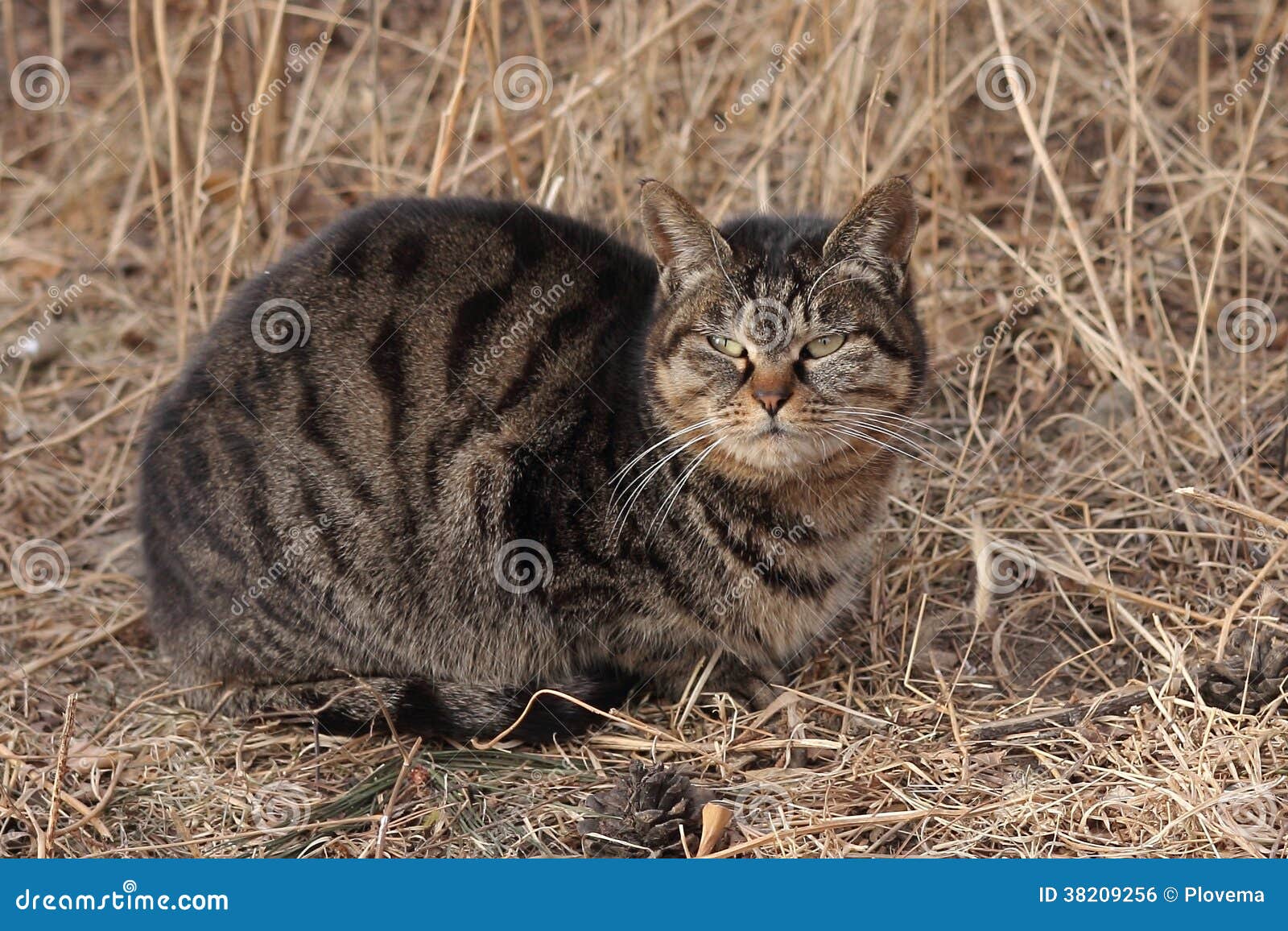 tabby cat