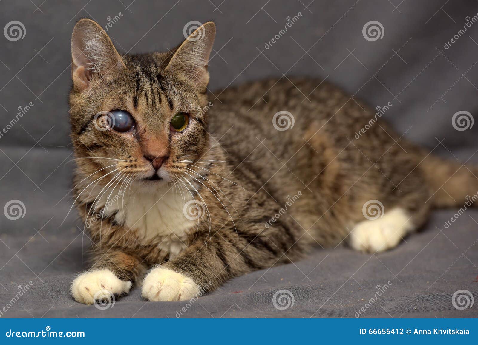 Tabby Cat With Cataracts In The Eye Stock Photography CartoonDealer