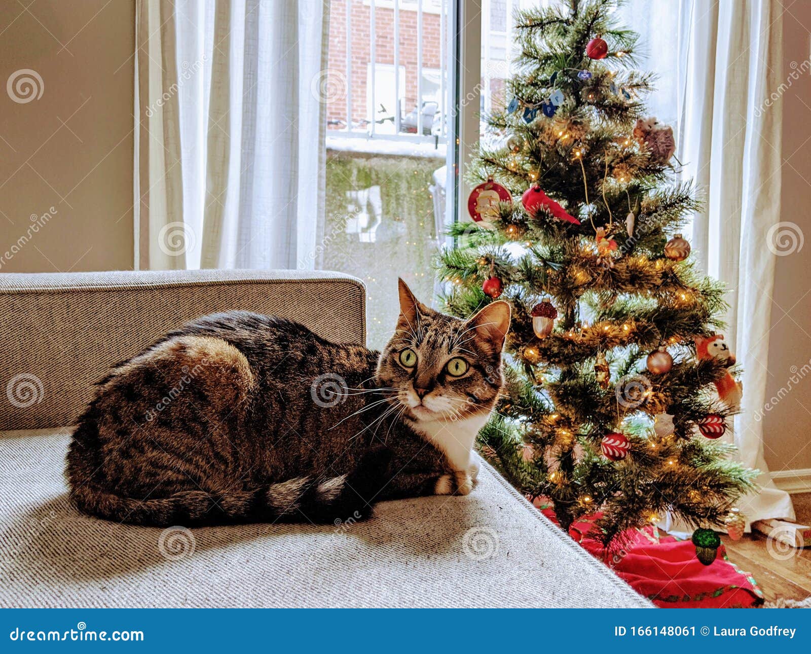 Tabby Cat and Christmas Tree Stock Image Image of winter, christmas