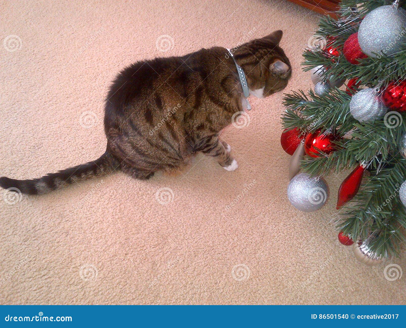 Tabby Cat and Christmas Tree Stock Photo Image of baubles, feline