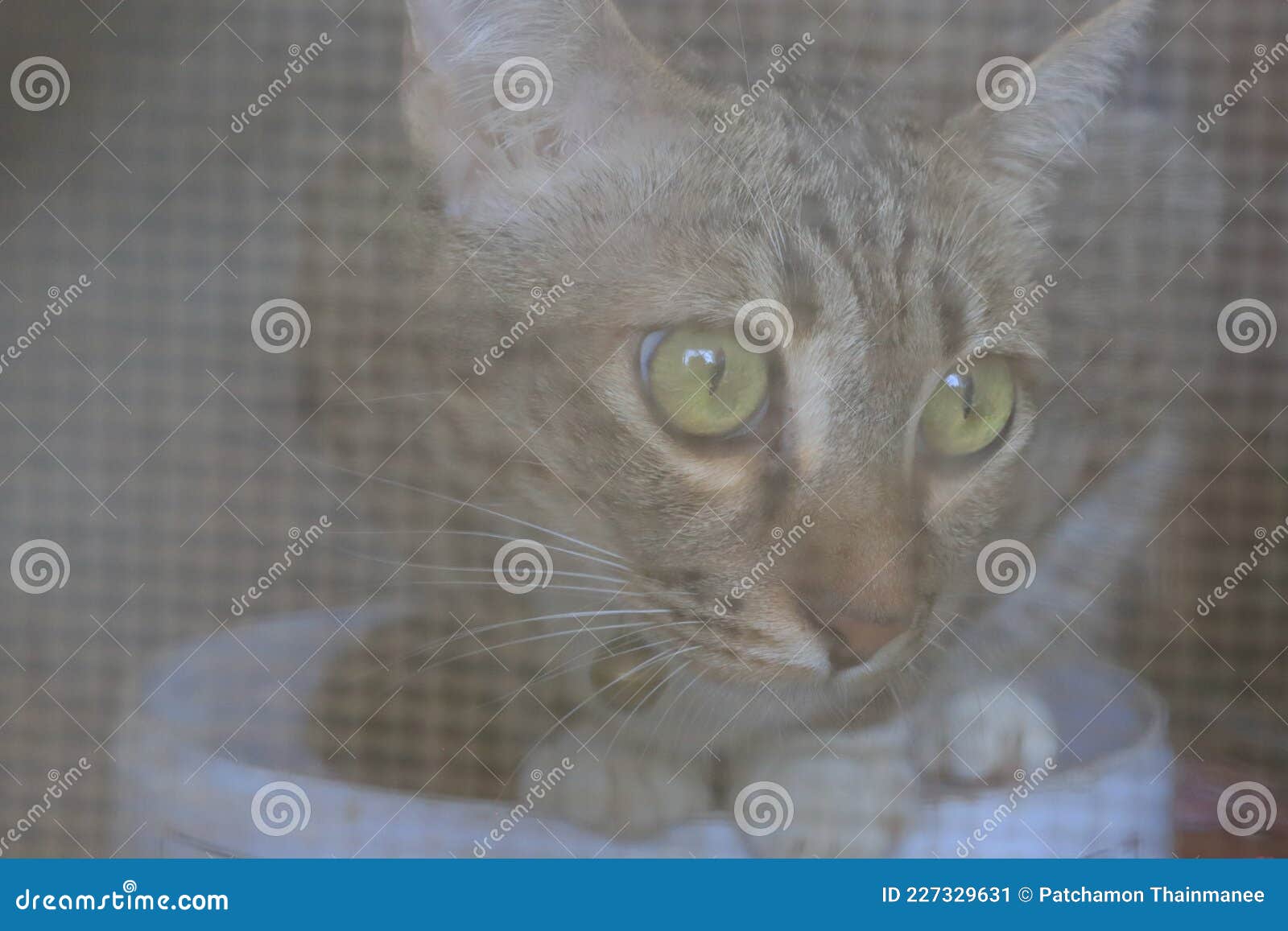 1 Tabby Cat, Cute, Kitten, Concept, Pets, Healthy Cat Breeding Stock