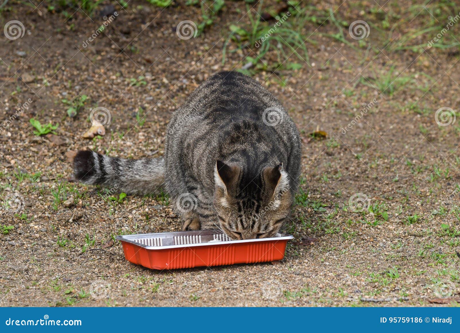 Tabby cat eating stock photo. Image of black, mammal 95759186