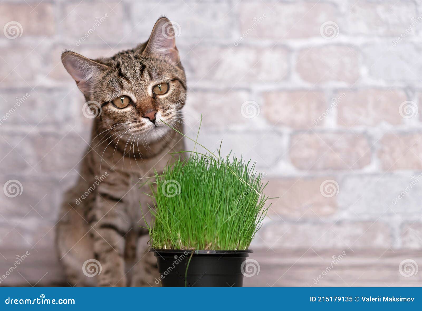 Tabby Cat and Fresh Green Grass for Cats Stock Image Image of organic