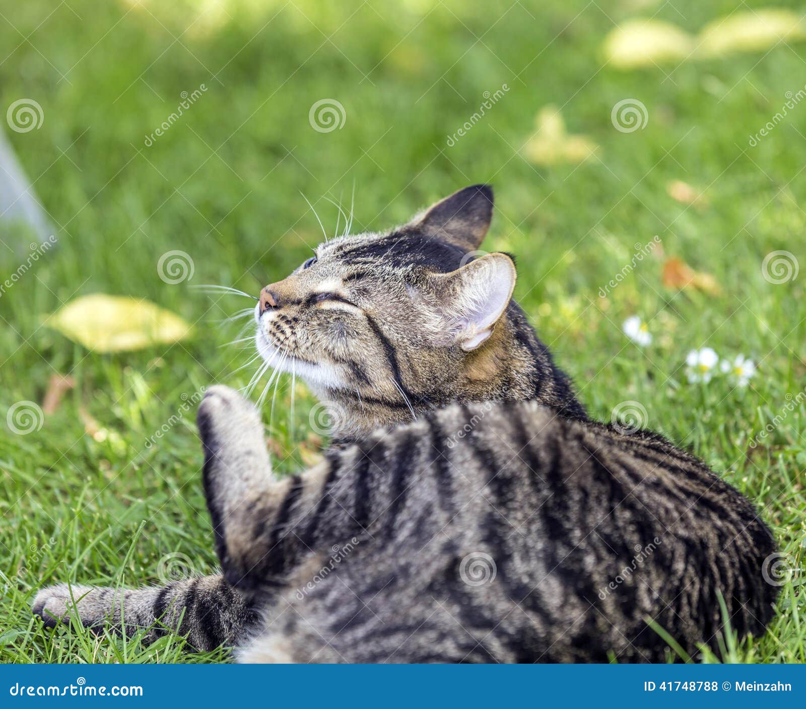 Tabby cat in the garden stock photo. Image of cute, ground 41748788