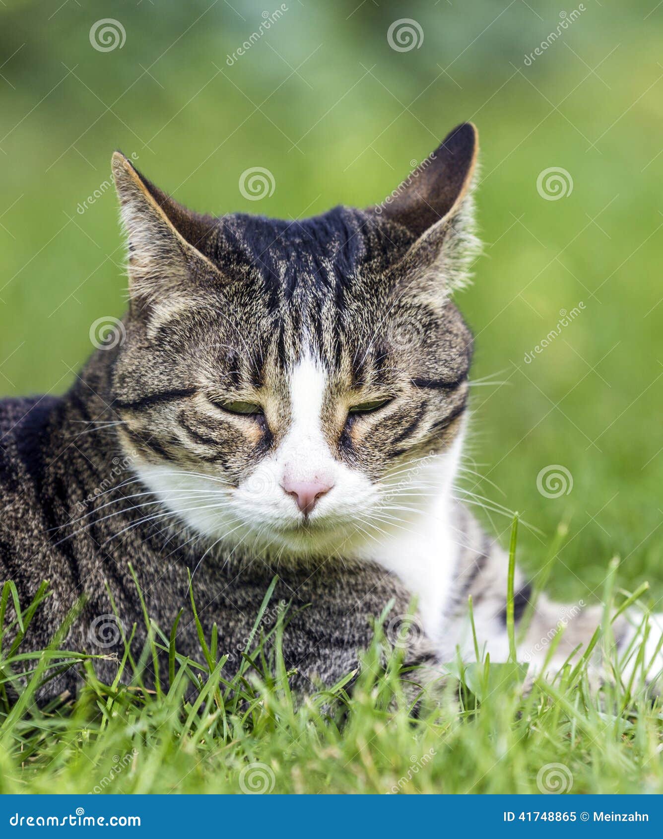 Tabby cat in the garden stock image. Image of nose, kitty 41748865