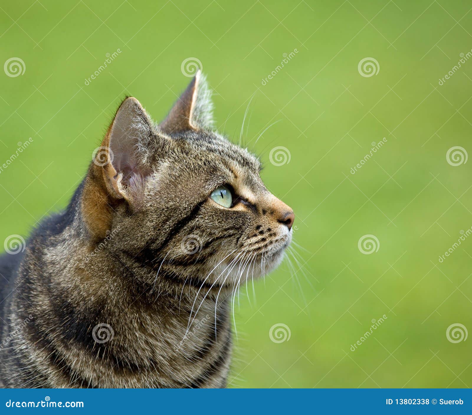 786 Tabby Cat Head Profile Photos Free Royalty Free Stock Photos From Dreamstime