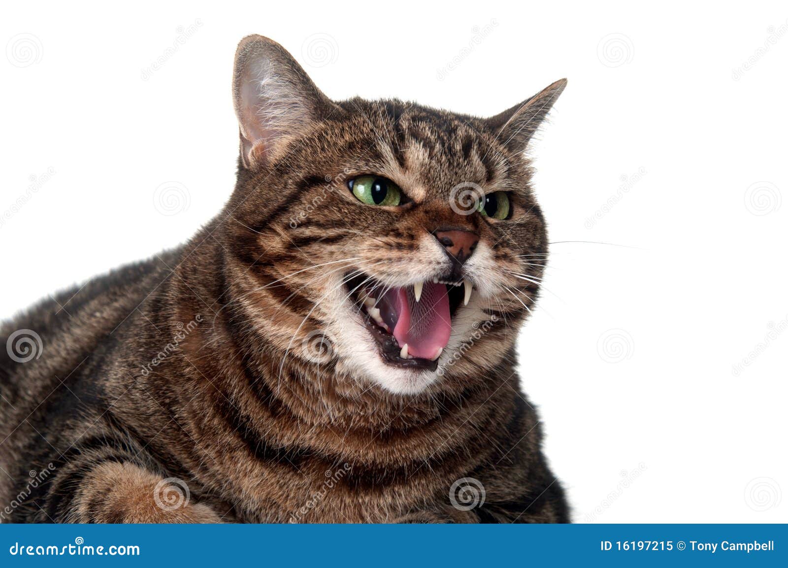 Tabby cat hissing stock image. Image of mammal, single 16197215