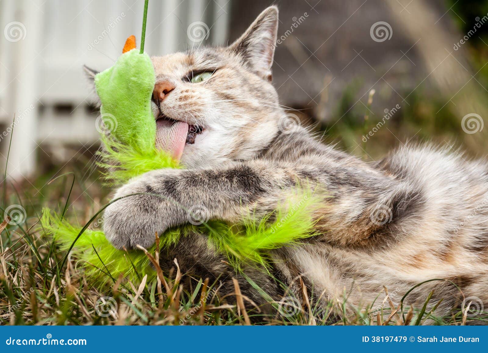 Tabby Cat Licking a Cat Toy Stock Image Image of ginger, furry 38197479