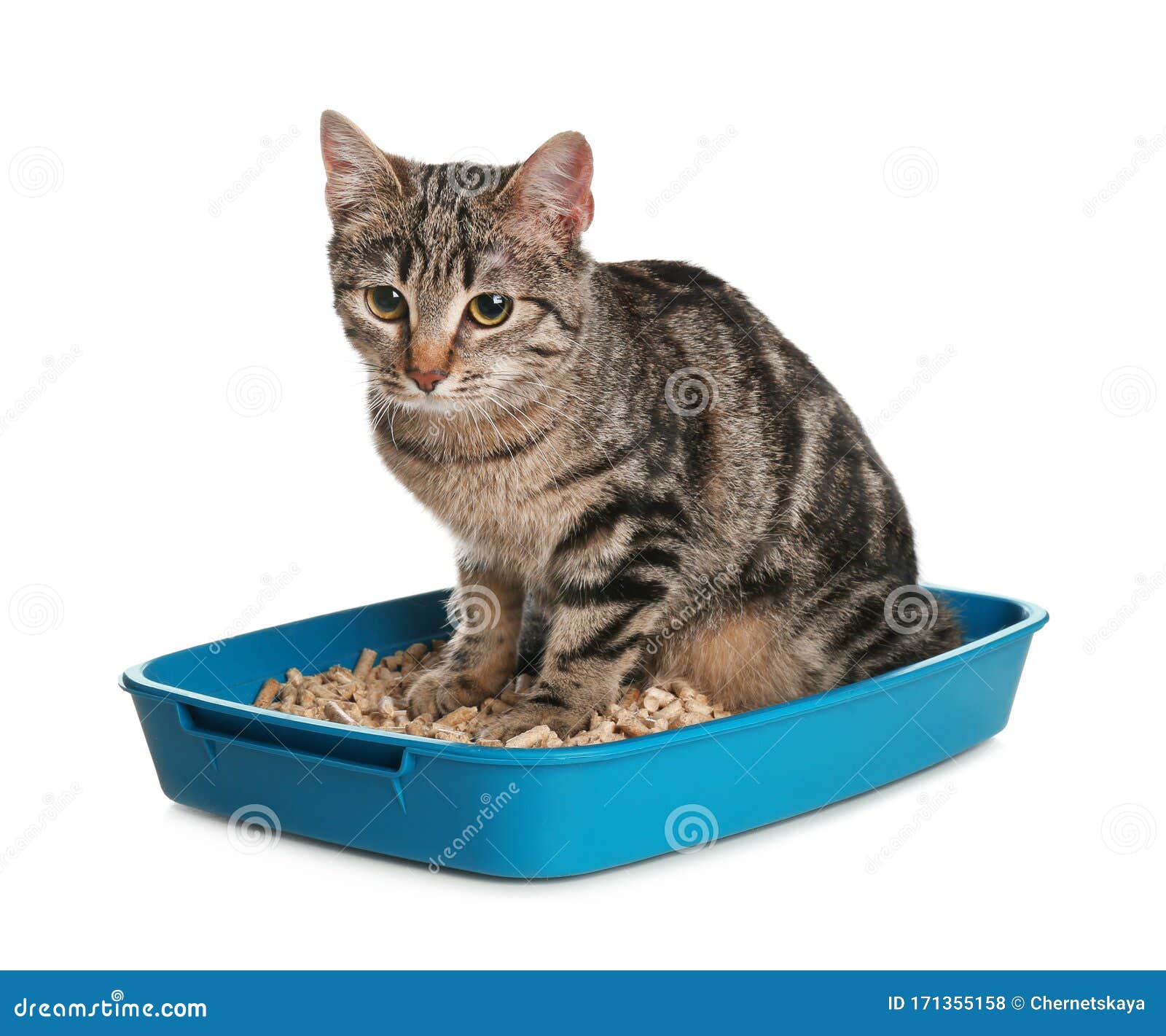 Tabby Cat In Litter Box On Background Stock Photo Image of blue