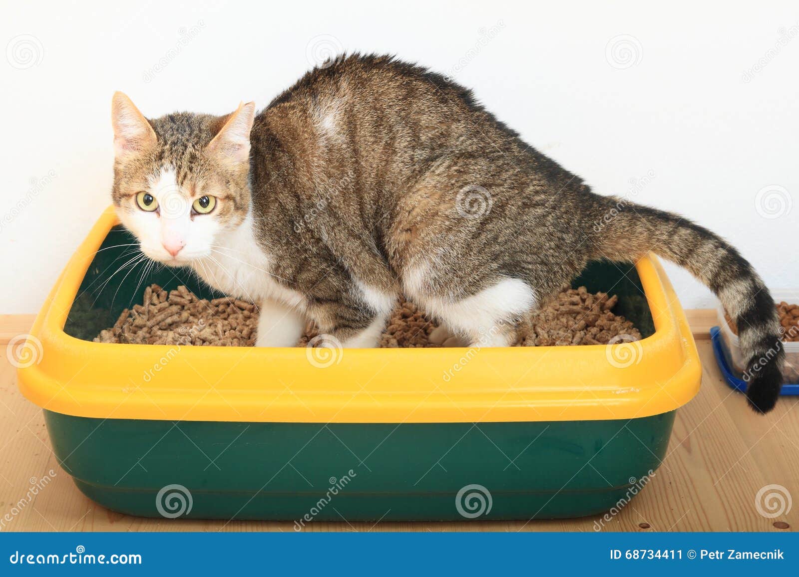 tabby cat on litter box