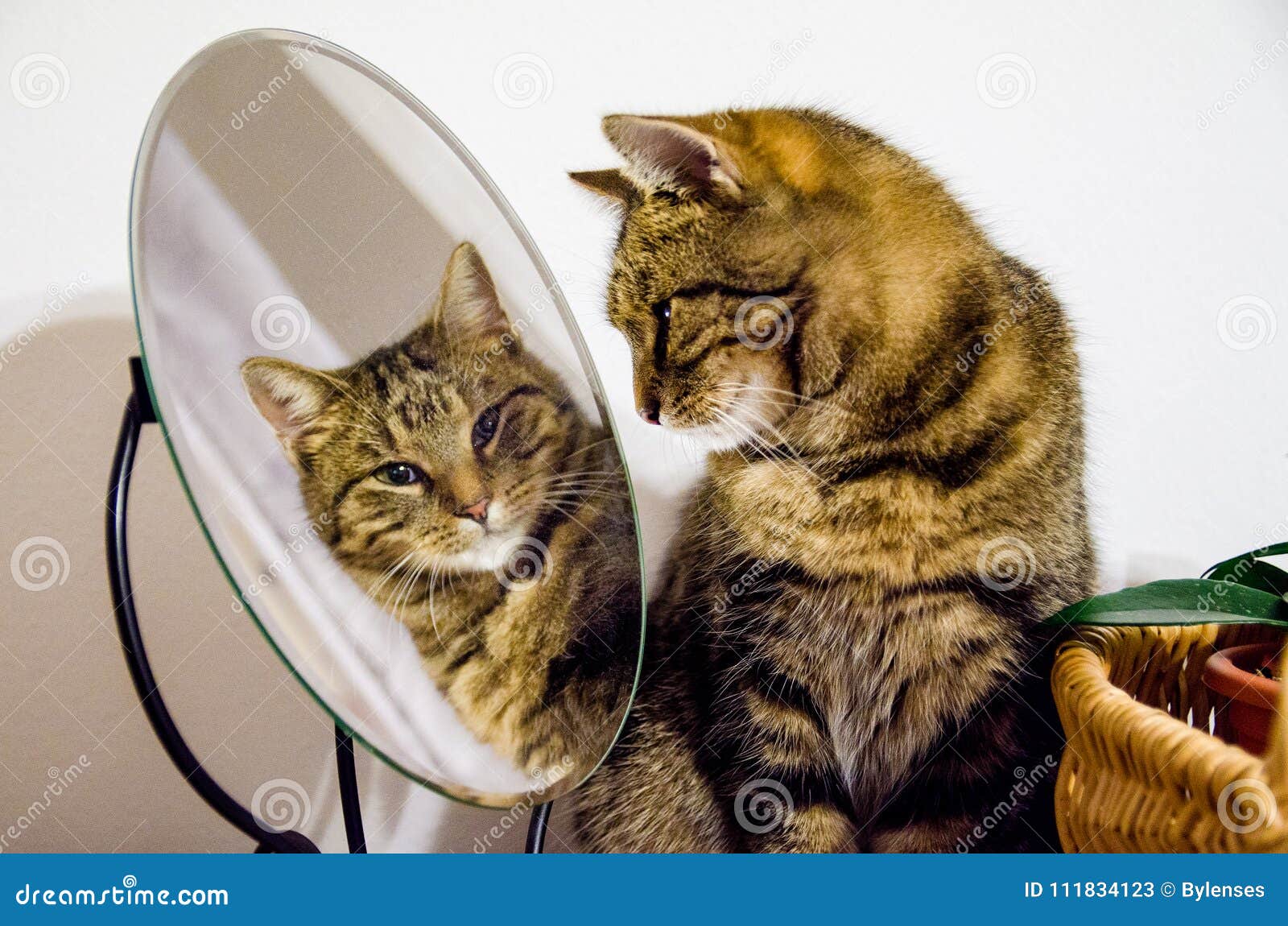 Tabby Cat Looks into the Mirror. Cat in Home. Beauty, Style, Salon. Stock  Image - Image of lives, tabby: 111834123