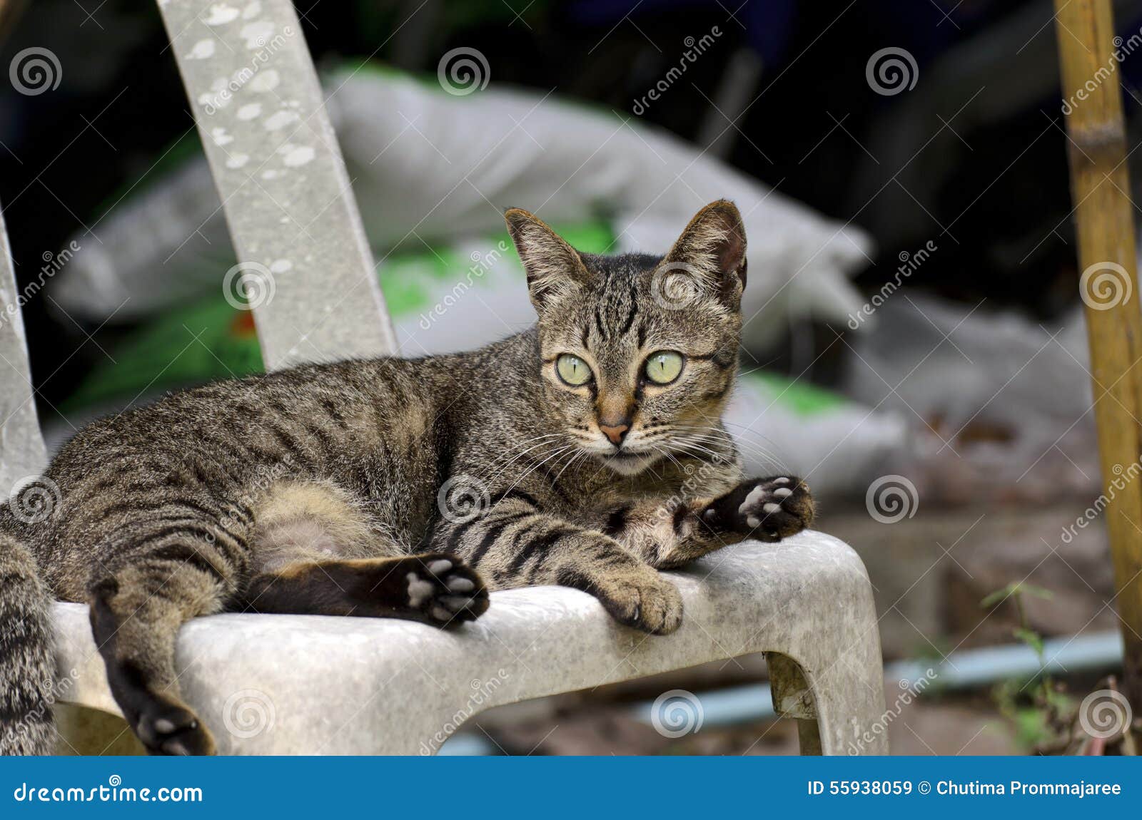 Tabby Cat Stock Image Image Of Close Lying Pussycat | My XXX Hot Girl