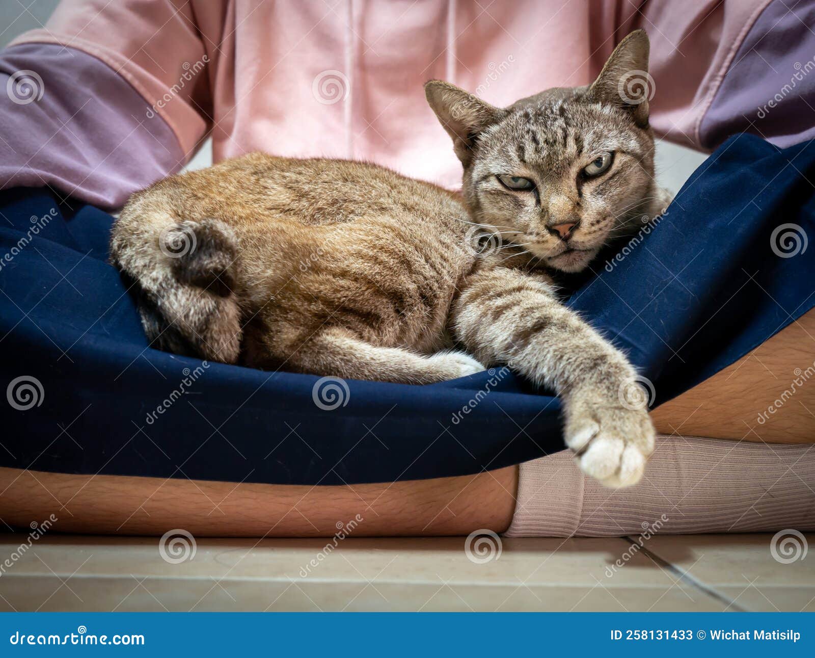 Tabby Cat Lying on the Girl`s Lap Stock Image Image of hair, alert