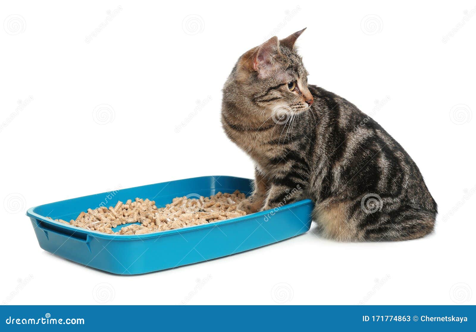 Tabby Cat Near Litter Box On Background Stock Image Image of isolated
