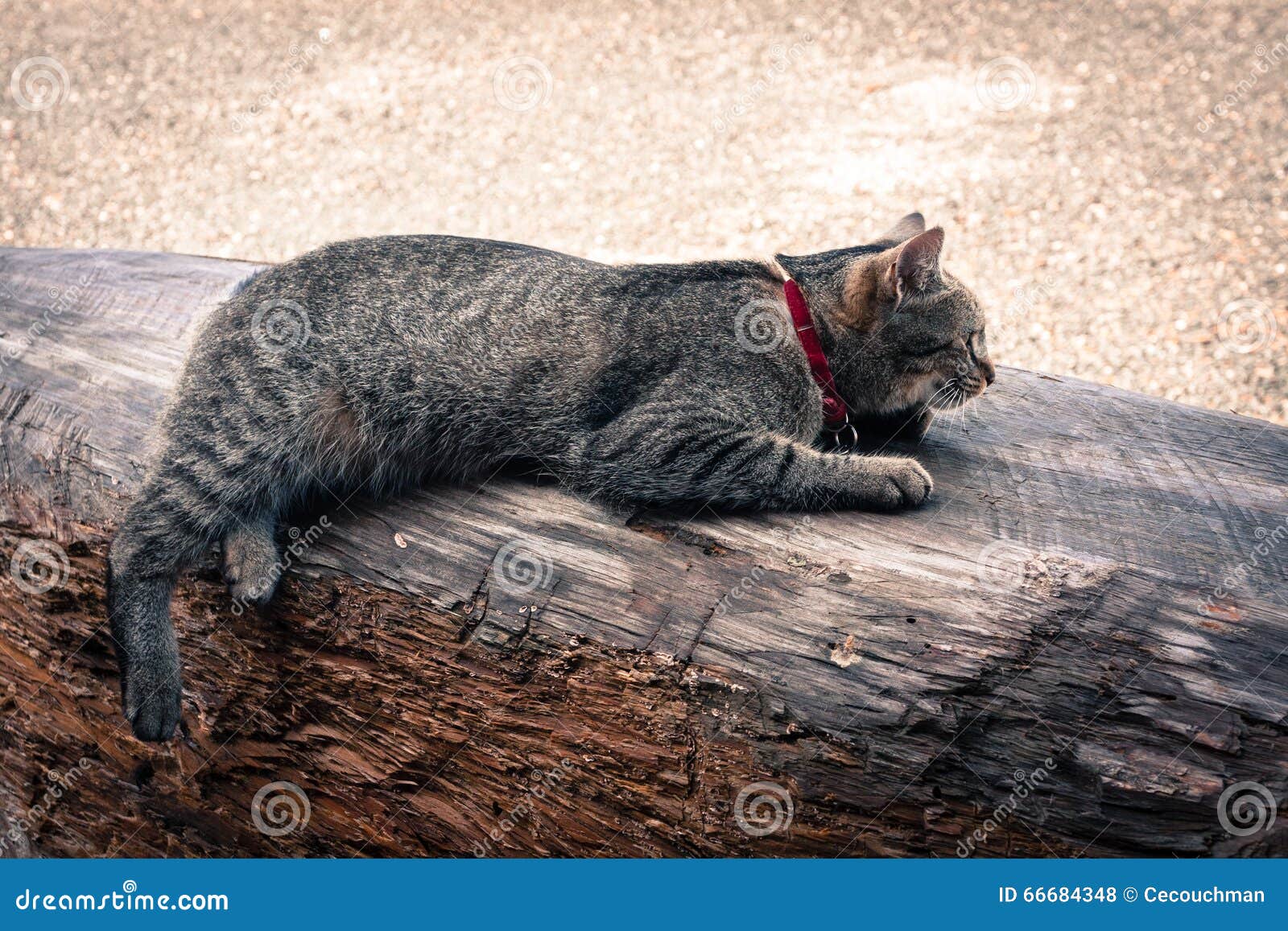 Tabby Cat Outdoors, Lying on a Log Stock Photo Image of full, collar