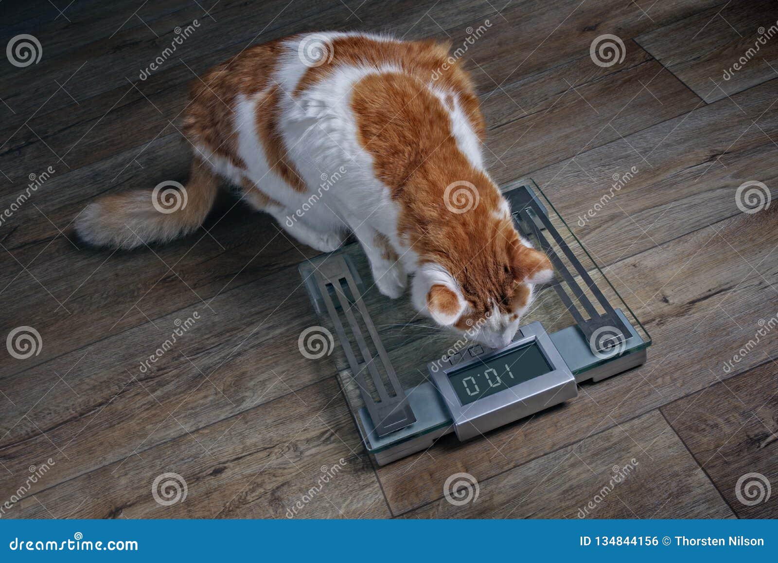3,400+ Cat Scale Stock Photos, Pictures & Royalty-Free Images - iStock