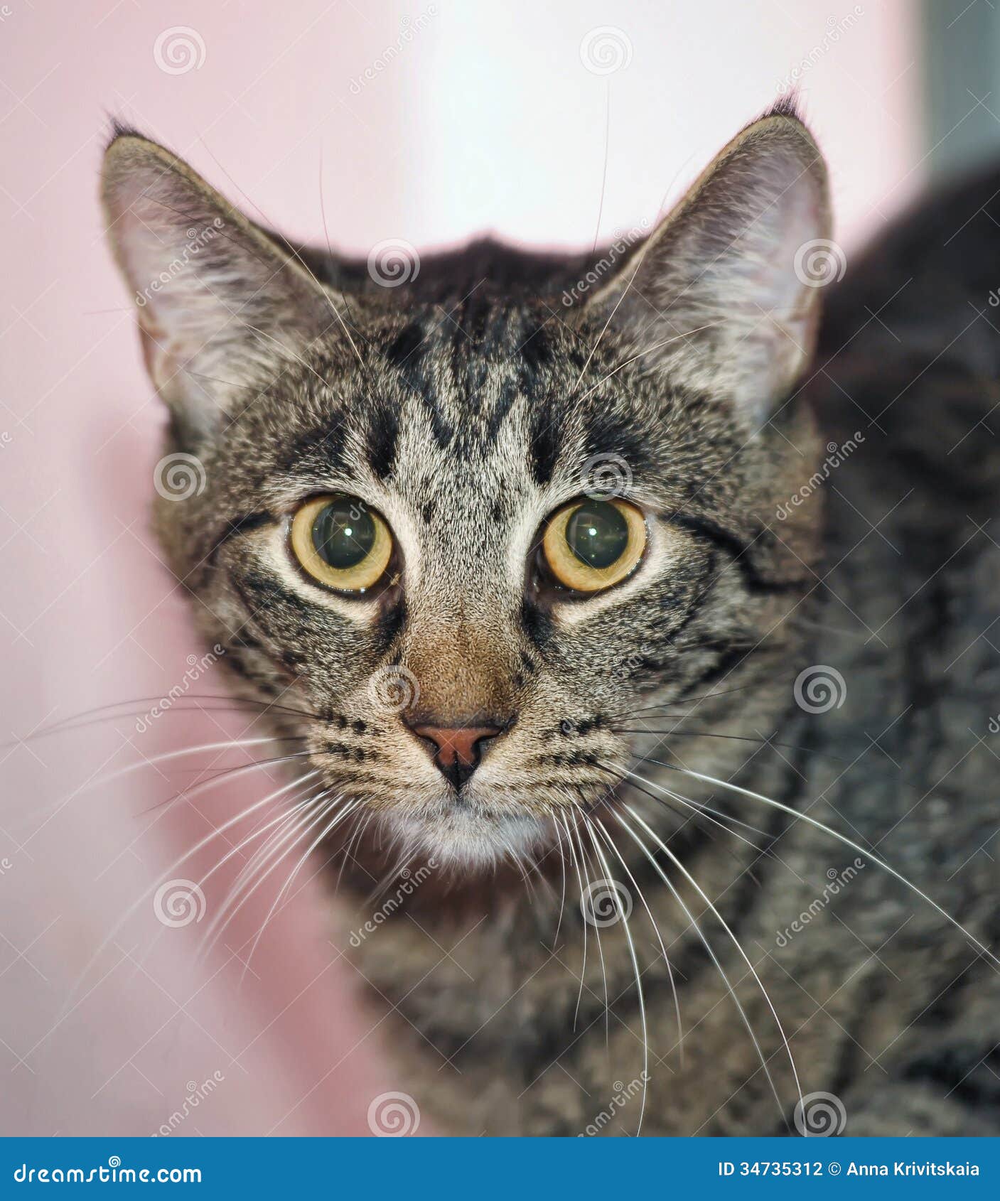 tabby cat with a scared look