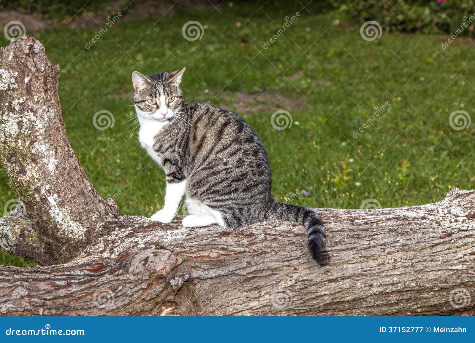 Tabby Cat Sitting on a Treetrunk Stock Image Image of cold