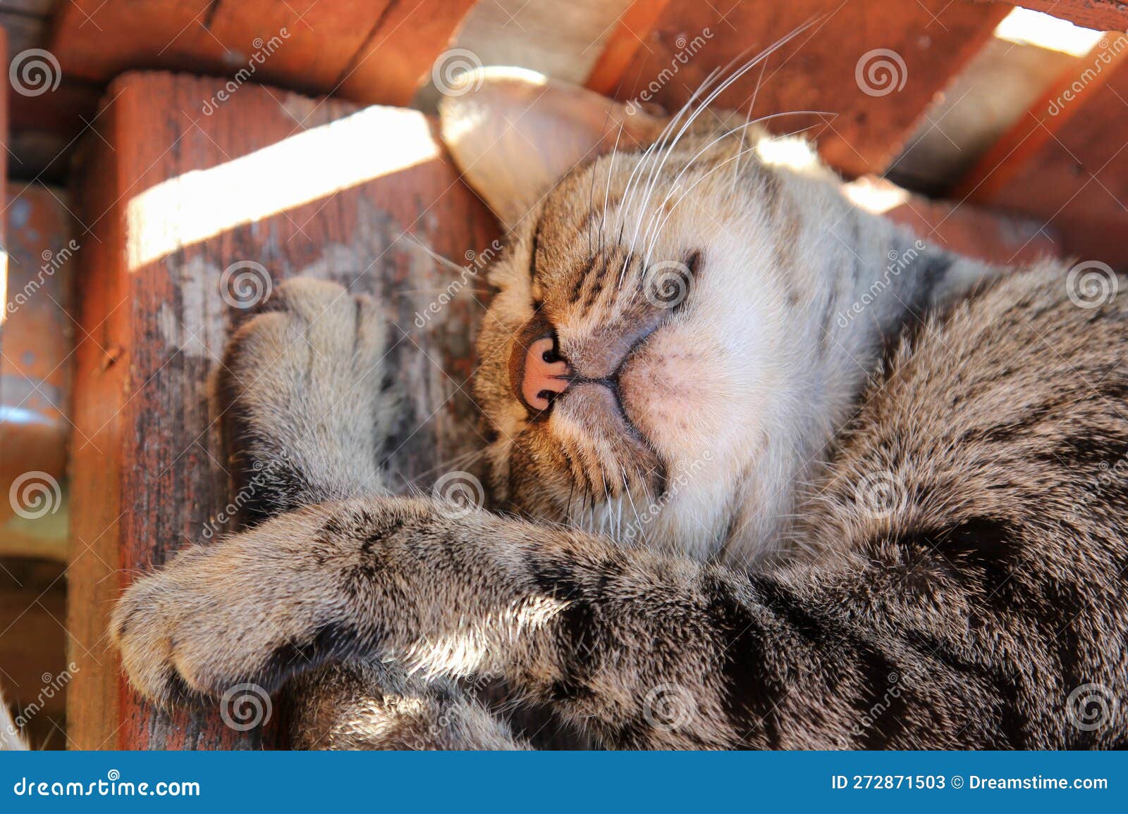 Cat sleep on wooden floor stock image. Image of rest 272871503