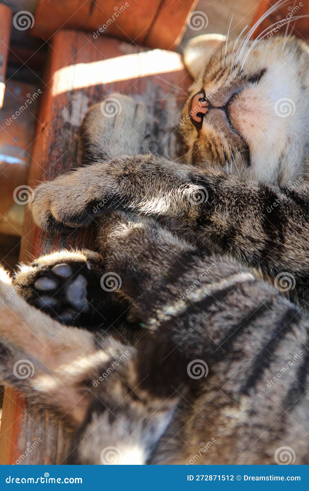 Cat sleep on wooden floor stock photo. Image of kitten 272871512