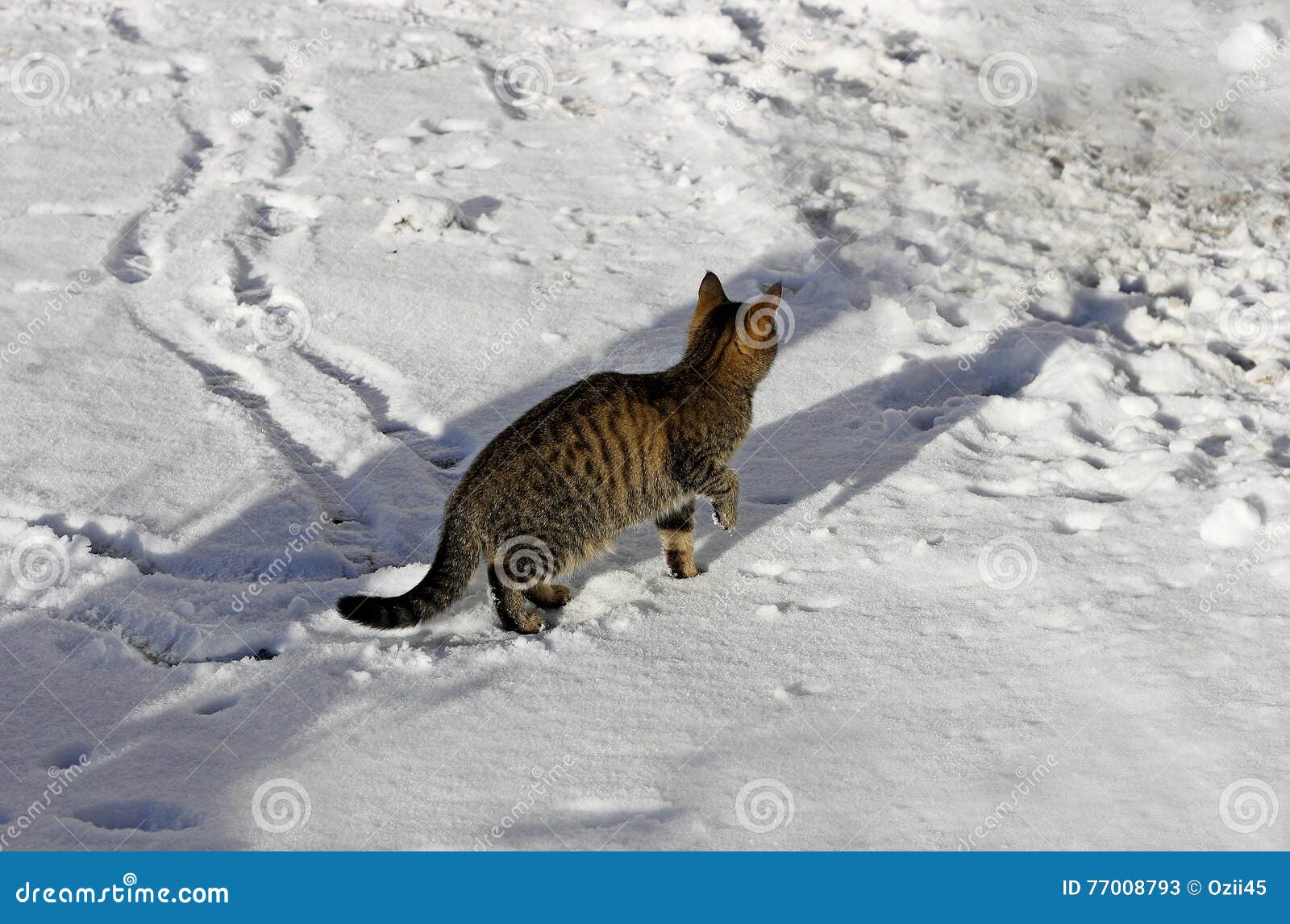 Tabby cat in the snow. stock image. Image of cute, carnivore 77008793
