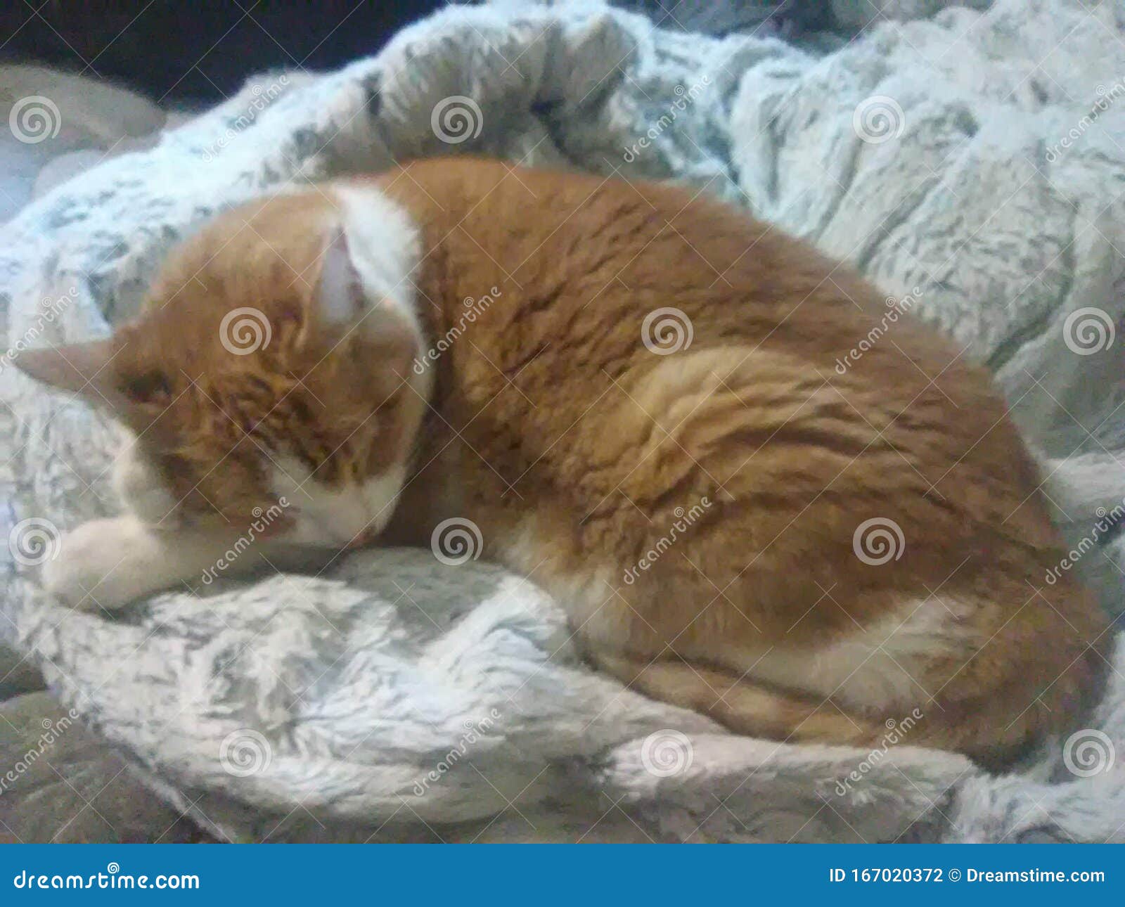 Tabby Cat Snuggled in a Blanket Stock Photo Image of tabby, snuggled