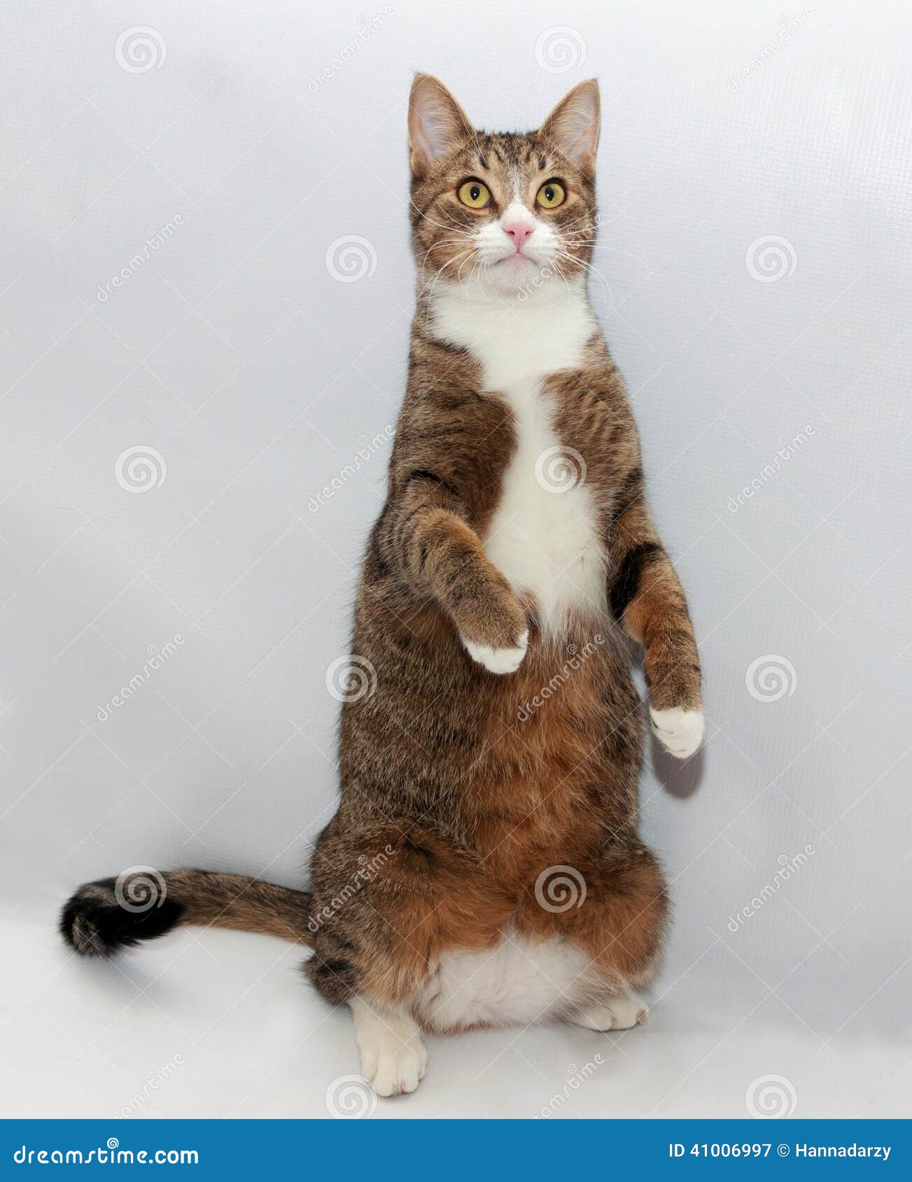 Tabby Cat Standing on Hind Legs on Gray Stock Image Image of pets