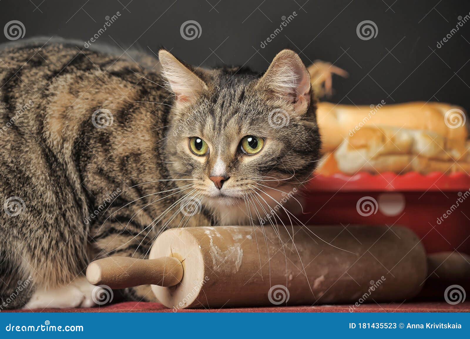 Tabby cat on a table stock image. Image of curious, modern 181435523