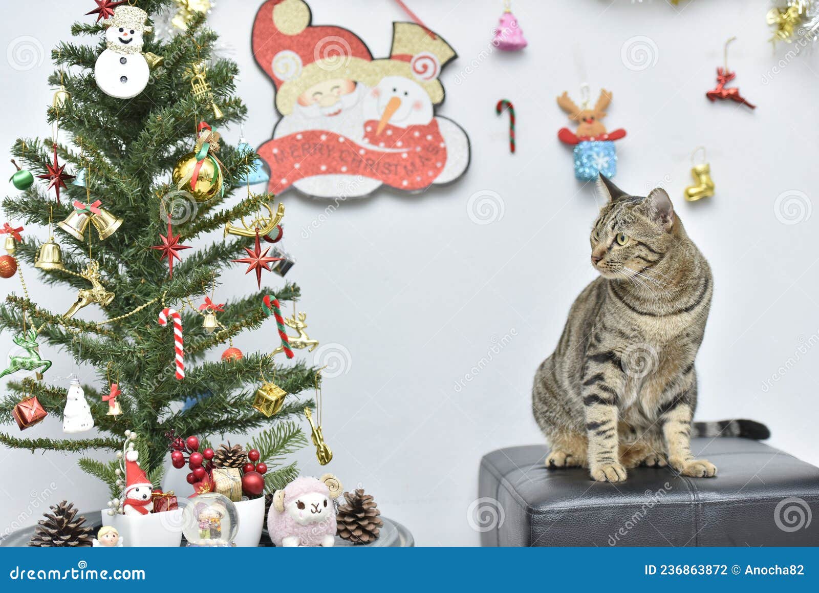 Tabby Cat and Tree Christmas Stock Photo Image of adorable, feline