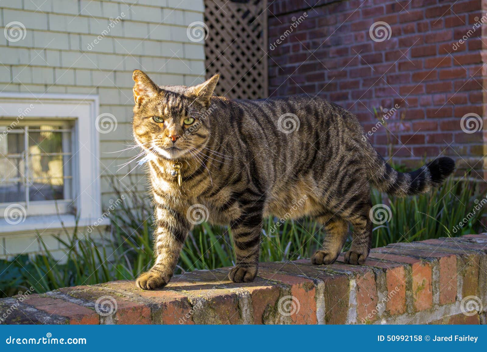 cat wandering around neighborhood