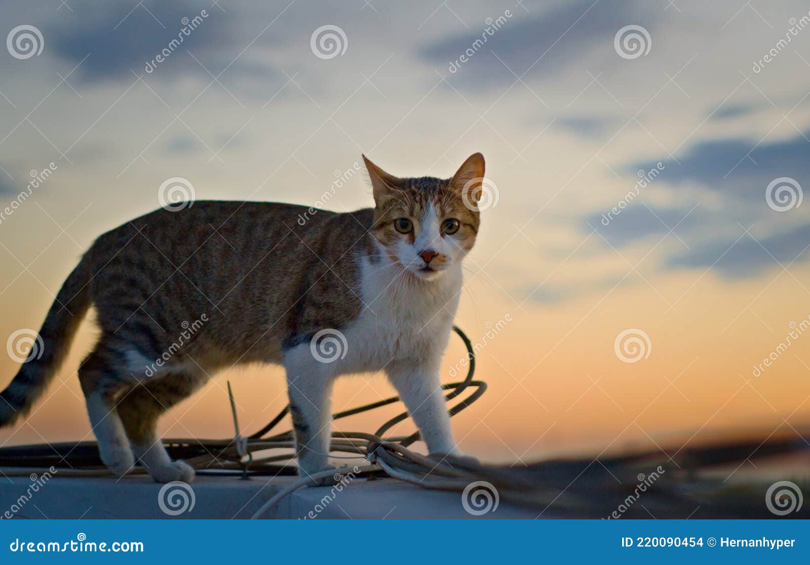 Tabby Cat Wandering on the Rootops at Dusk Stock Photo Image of stray, negative 220090454