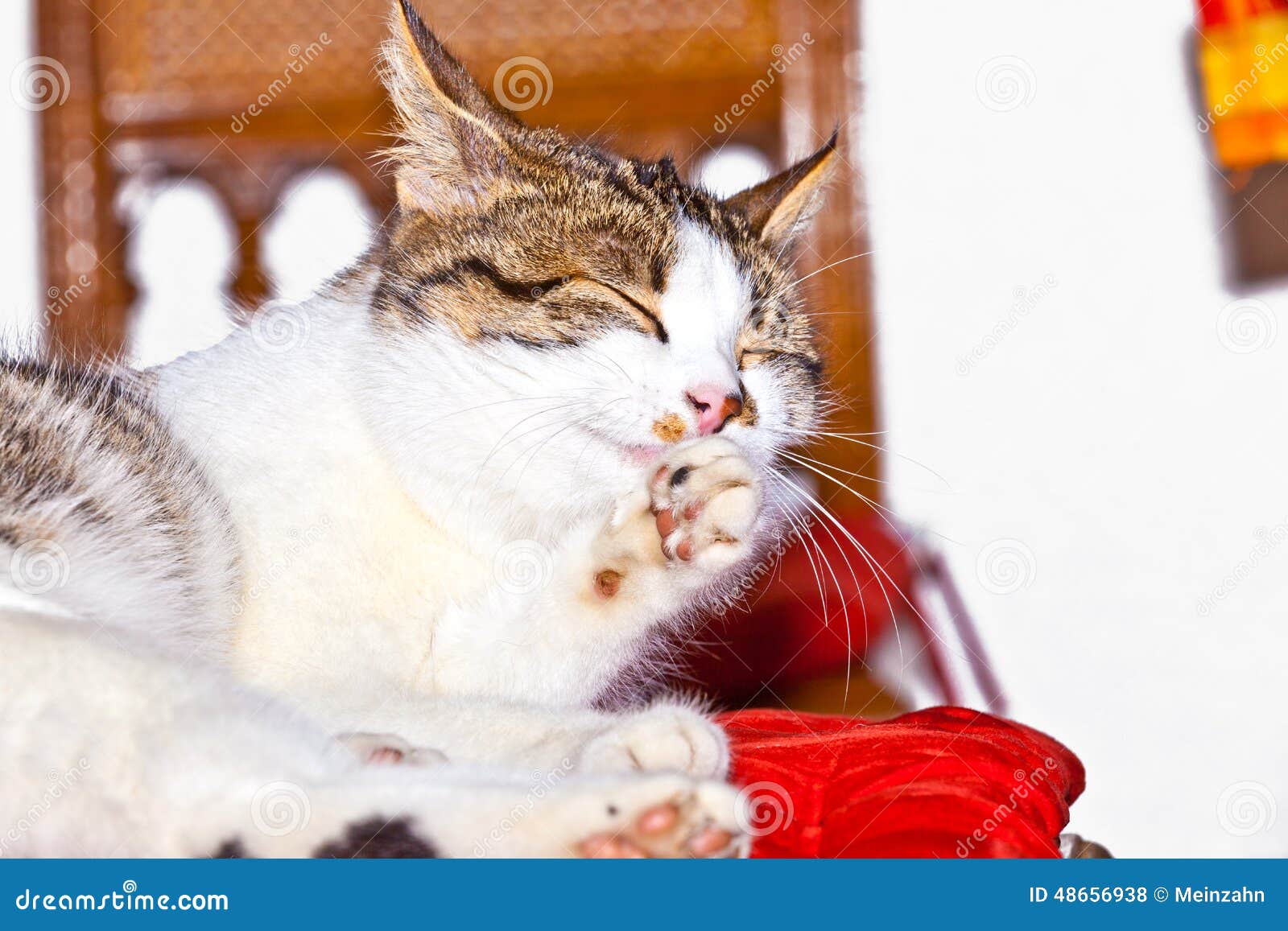Tabby Cat Washing and Grooming Itself Stock Photo Image of cute, face