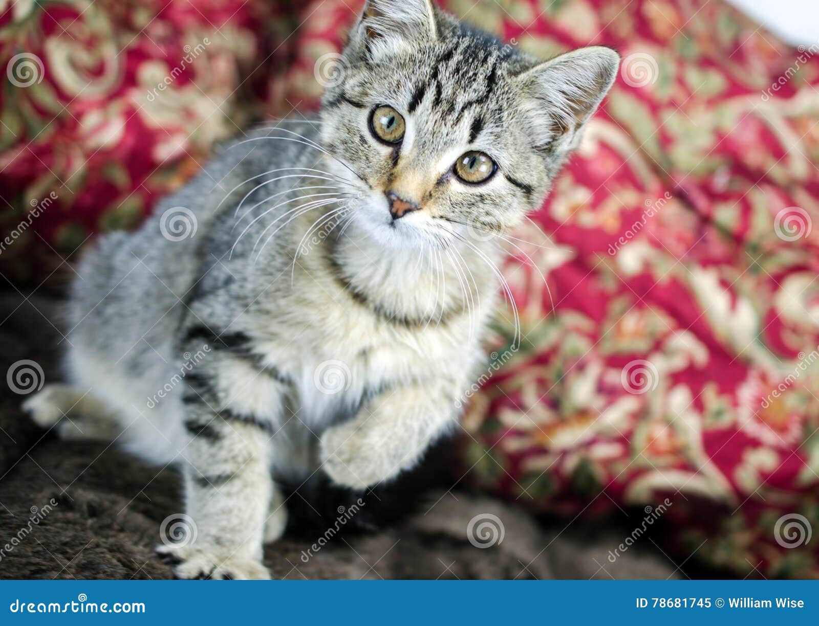 Tabby Kitten Adoption Photo Imagen de archivo - Imagen de felino