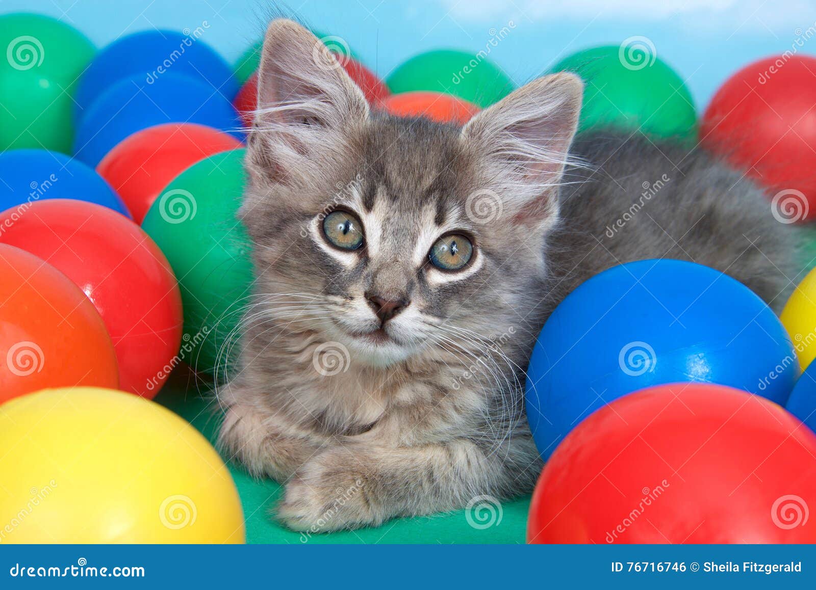 Tabby Kitten in Colorful Balls Stock Photo Image of adorable, fuzzy