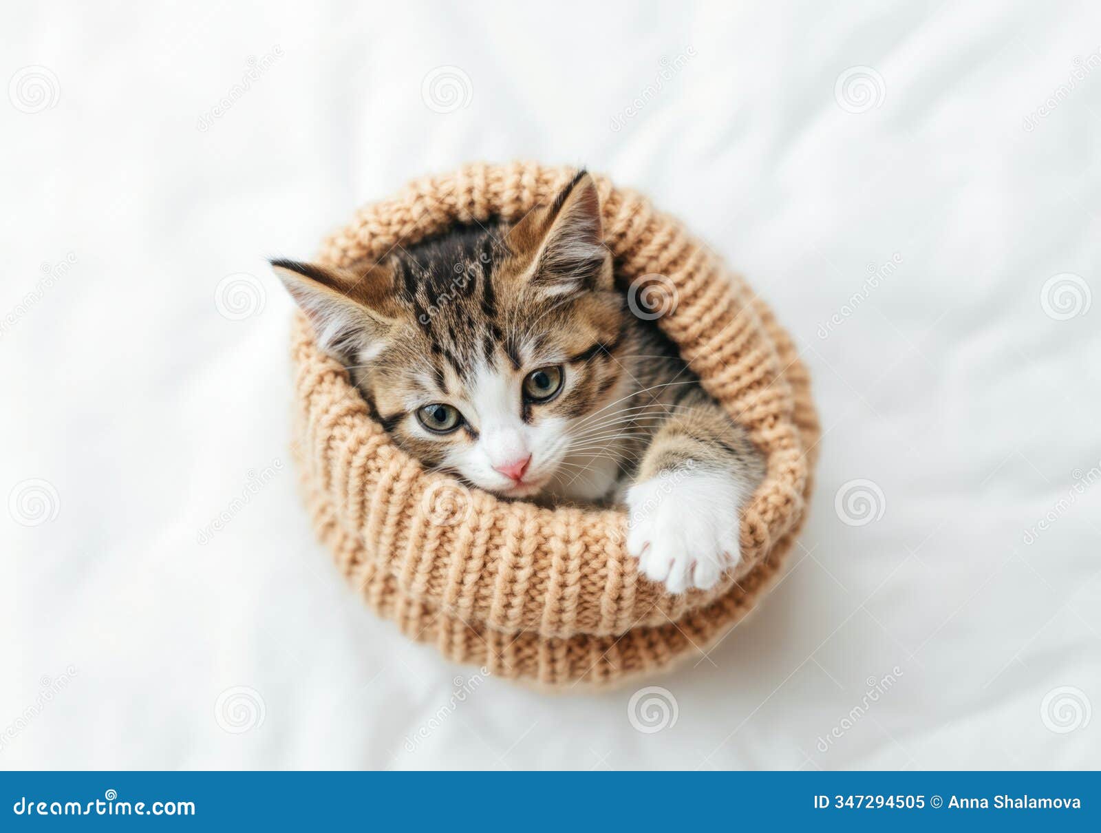 tabby kitten cuddled inside a knitted basket on soft white background