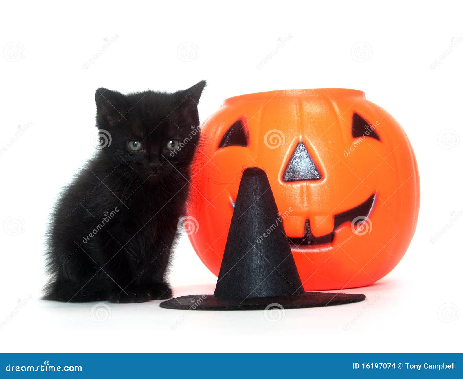 Tabby Kitten with Halloween Decorations Stock Photo Image of kitty