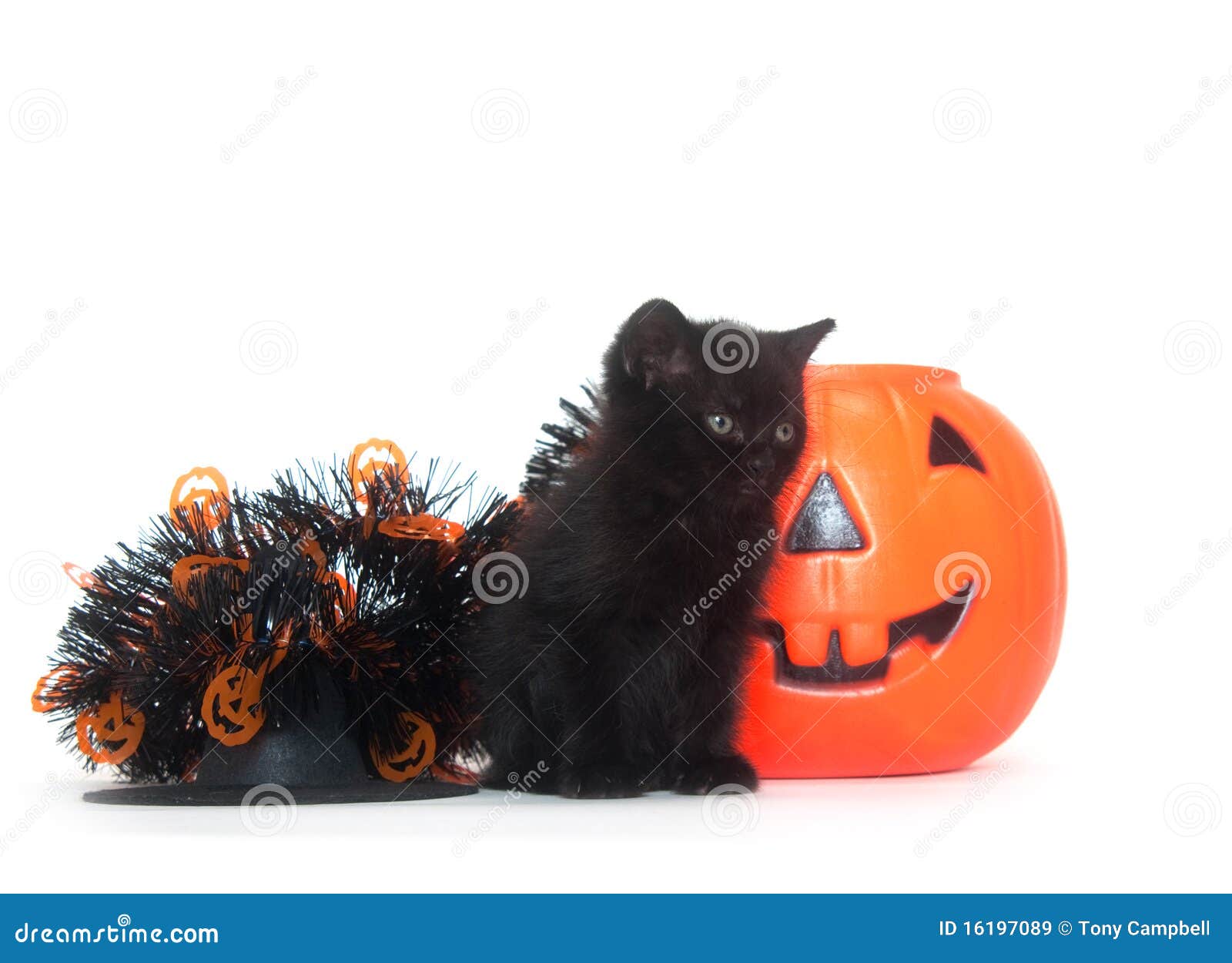 Tabby Kitten with Halloween Decorations Stock Image Image of lantern