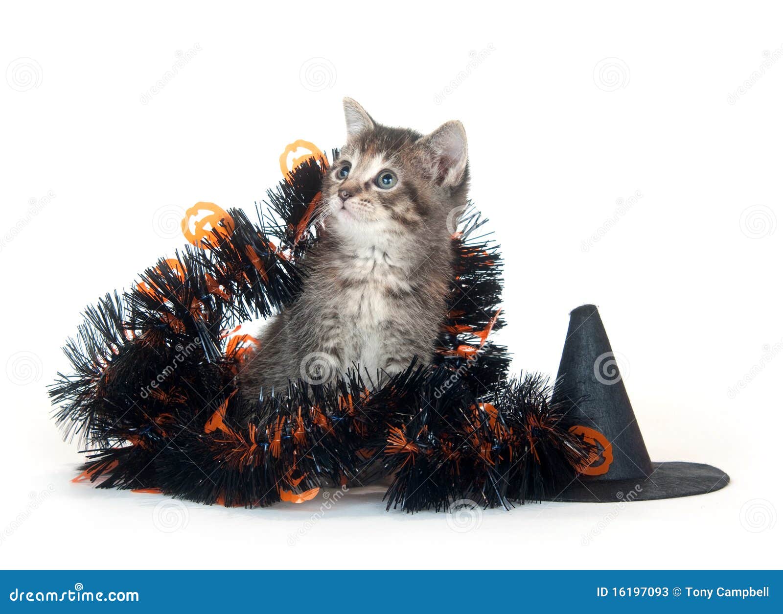 Tabby Kitten with Halloween Decorations Stock Image Image of single