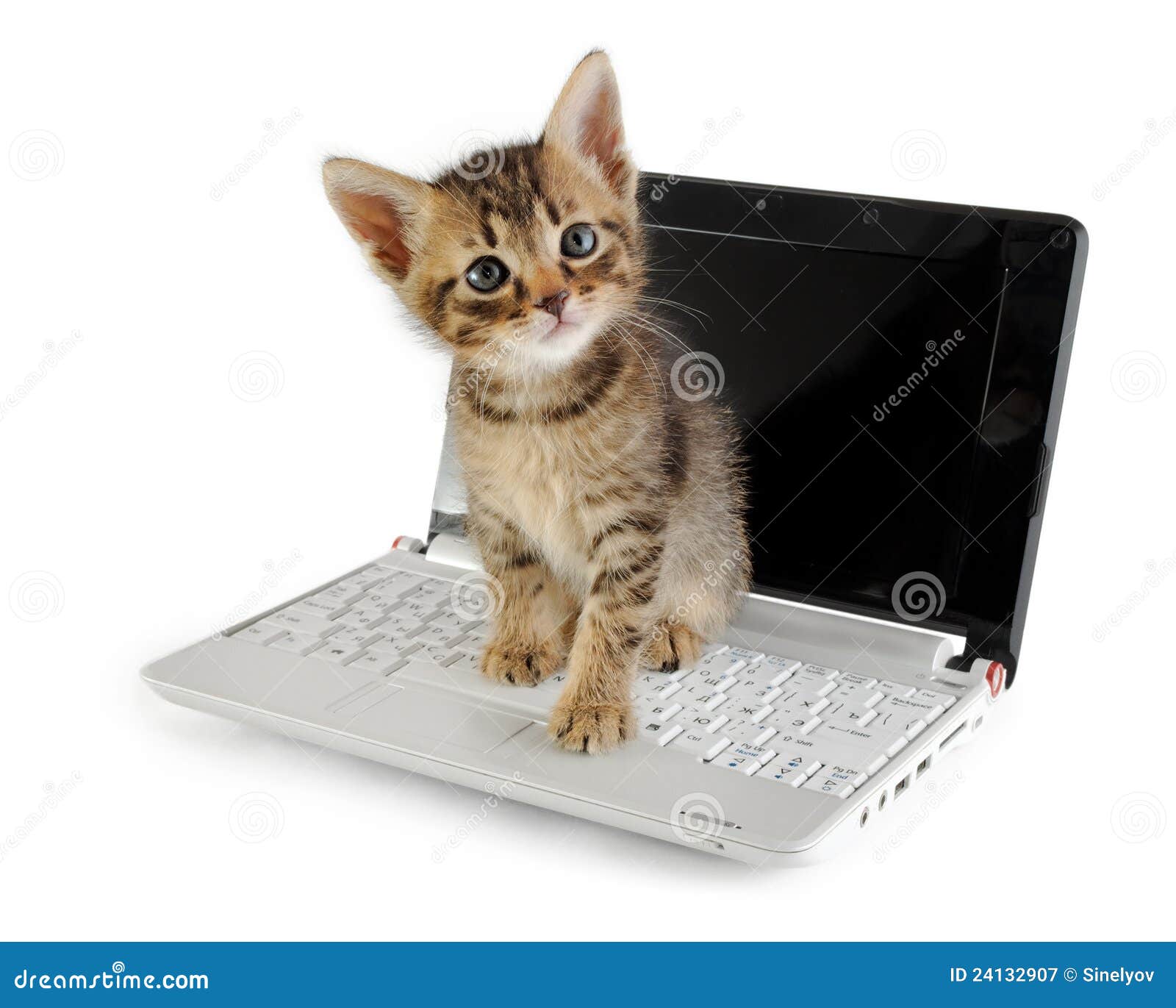 Tabby kitten on laptop stock image. Image of downy, pretty 24132907