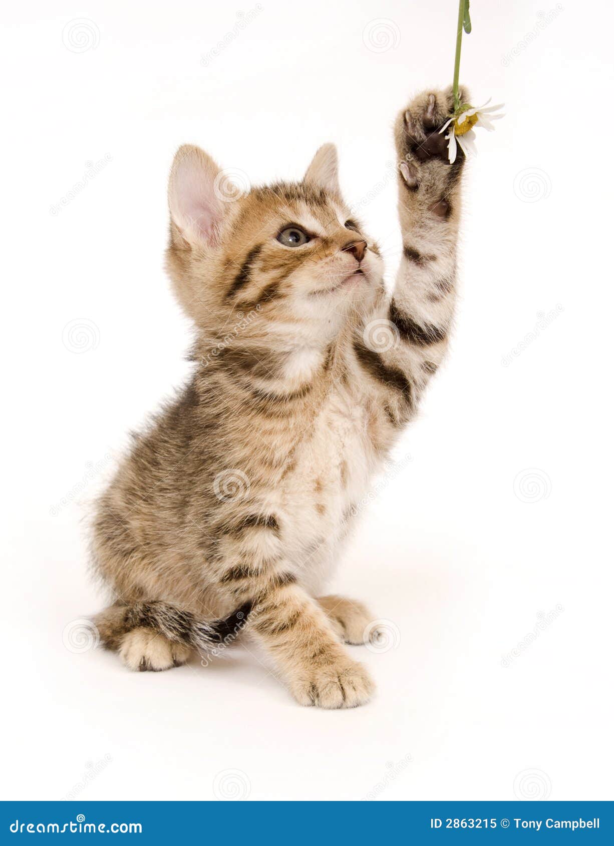 tabby kittens playing tabby kittens playing