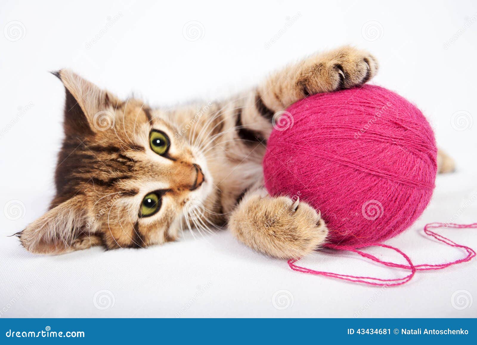 kitten playing with wool
