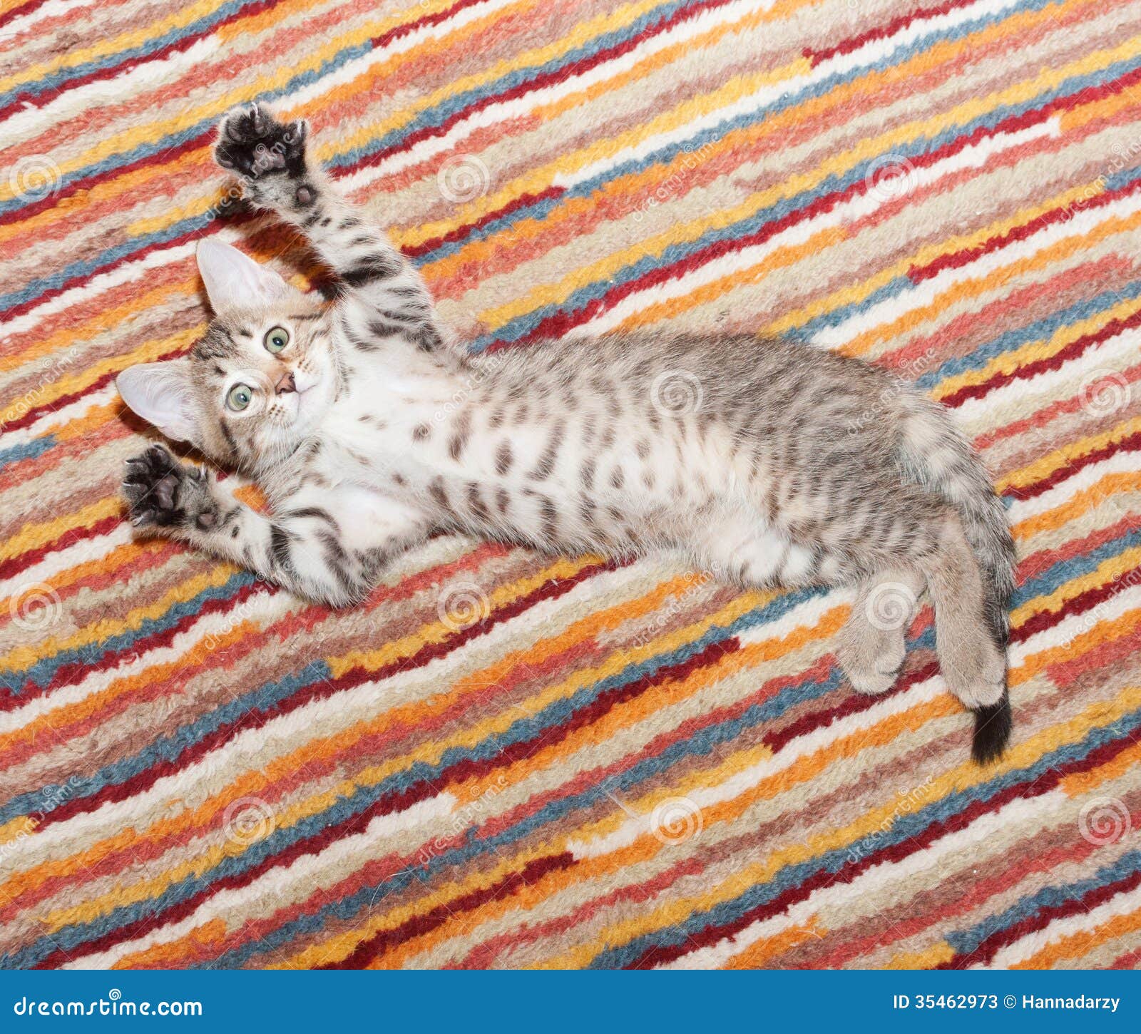 Tabby Kitten With Spotty Belly Lying On Striped Rug Stock Image Image Of Pussycat Curious