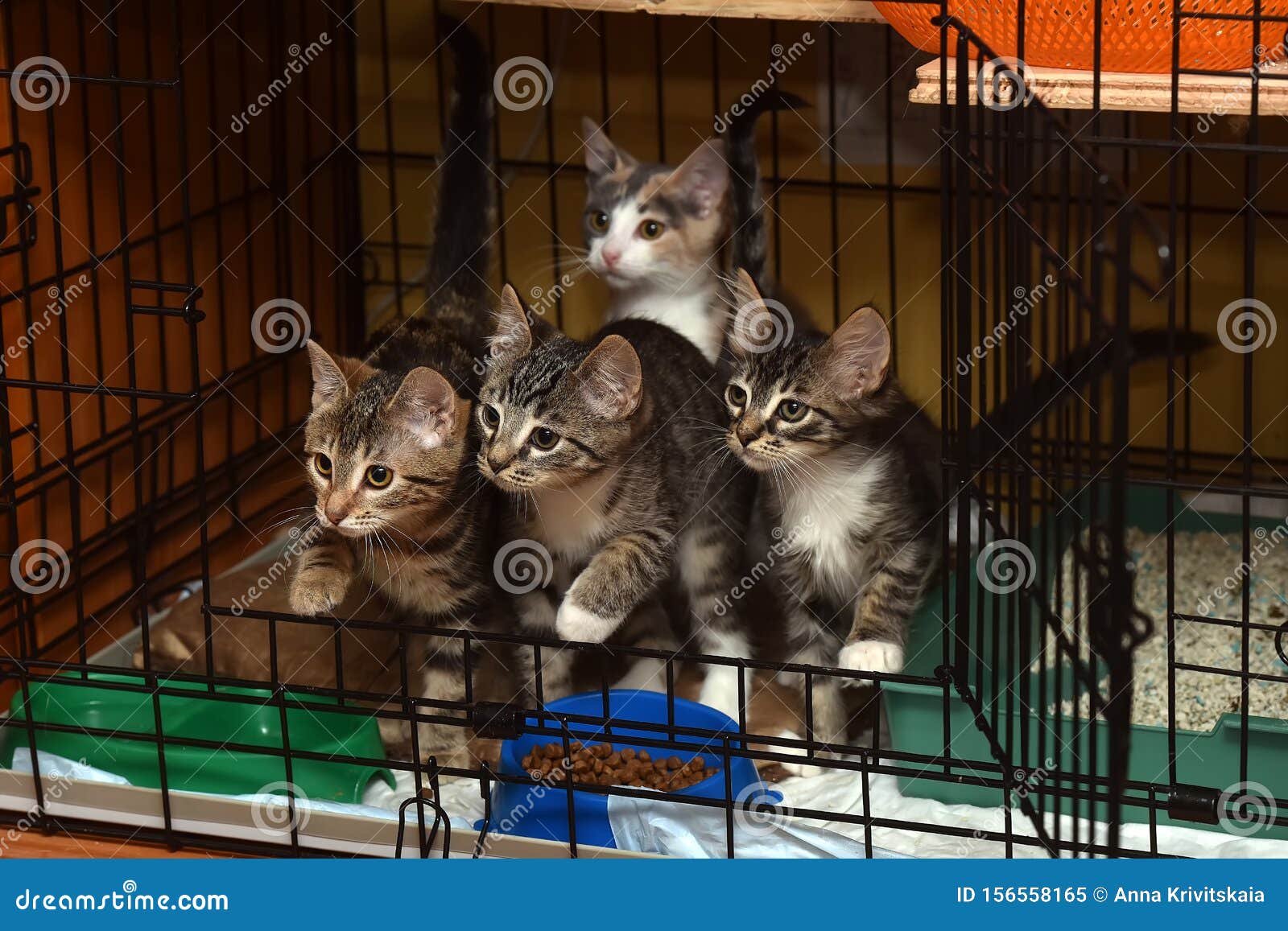 Tabby kittens in a cage stock image. Image of front 156558165