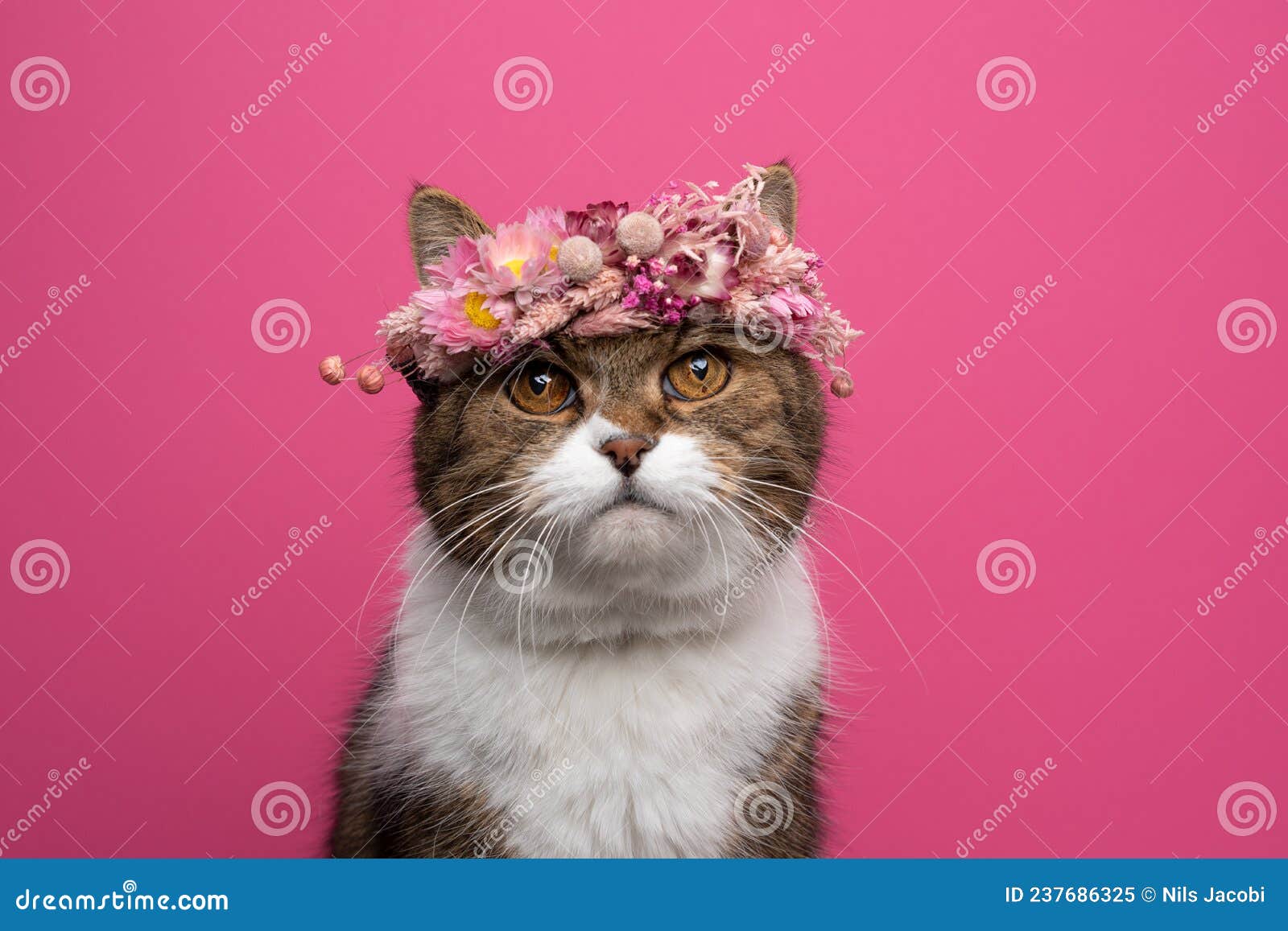 Cute Cat Wearing Flower Crown with Pink Dried Blossoms on Pink ...