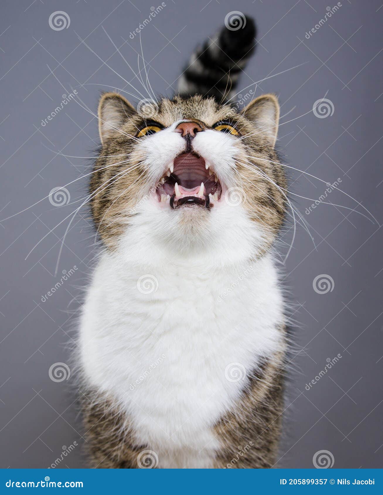 Tabby White Cat Meowing Looking Up Stock Image Image of behavior