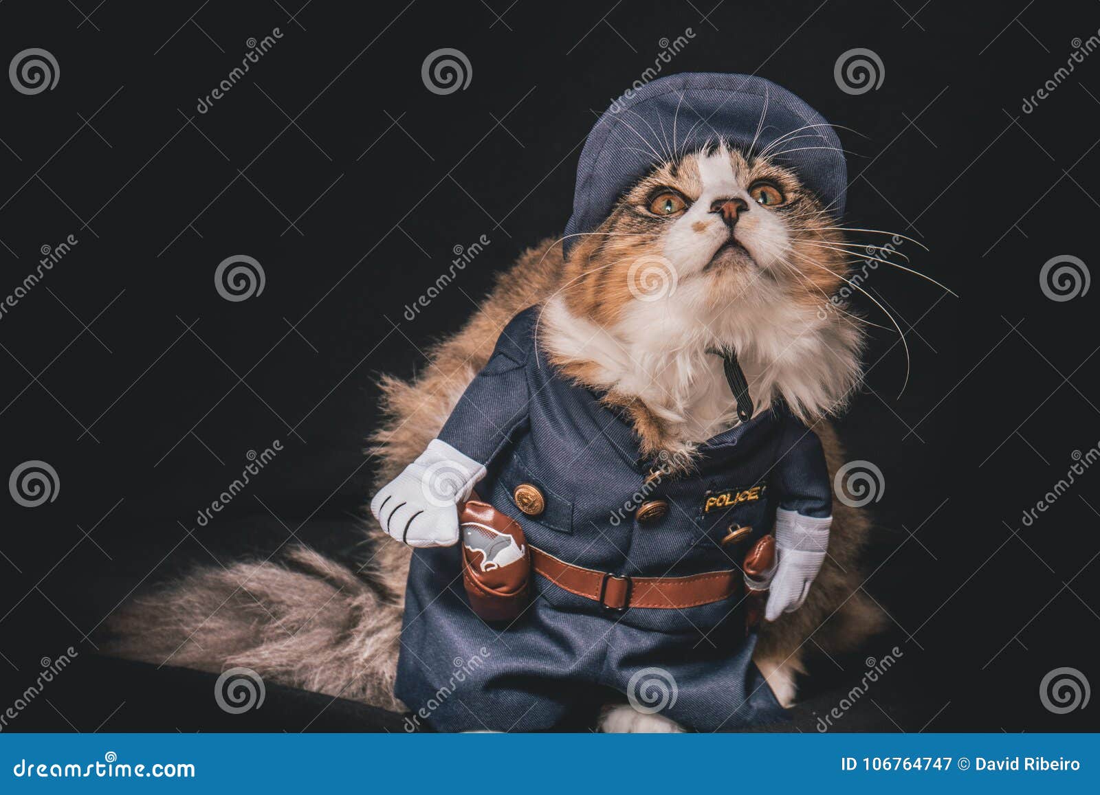 Cat Policeman Stock Photos - Free & Royalty-Free Stock Photos from