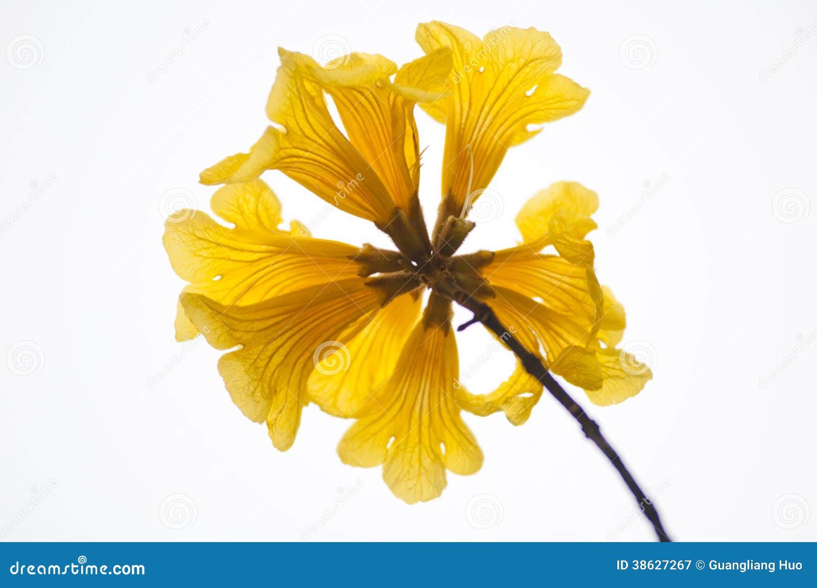 tabebuia chrysantha(jacq. )nichols