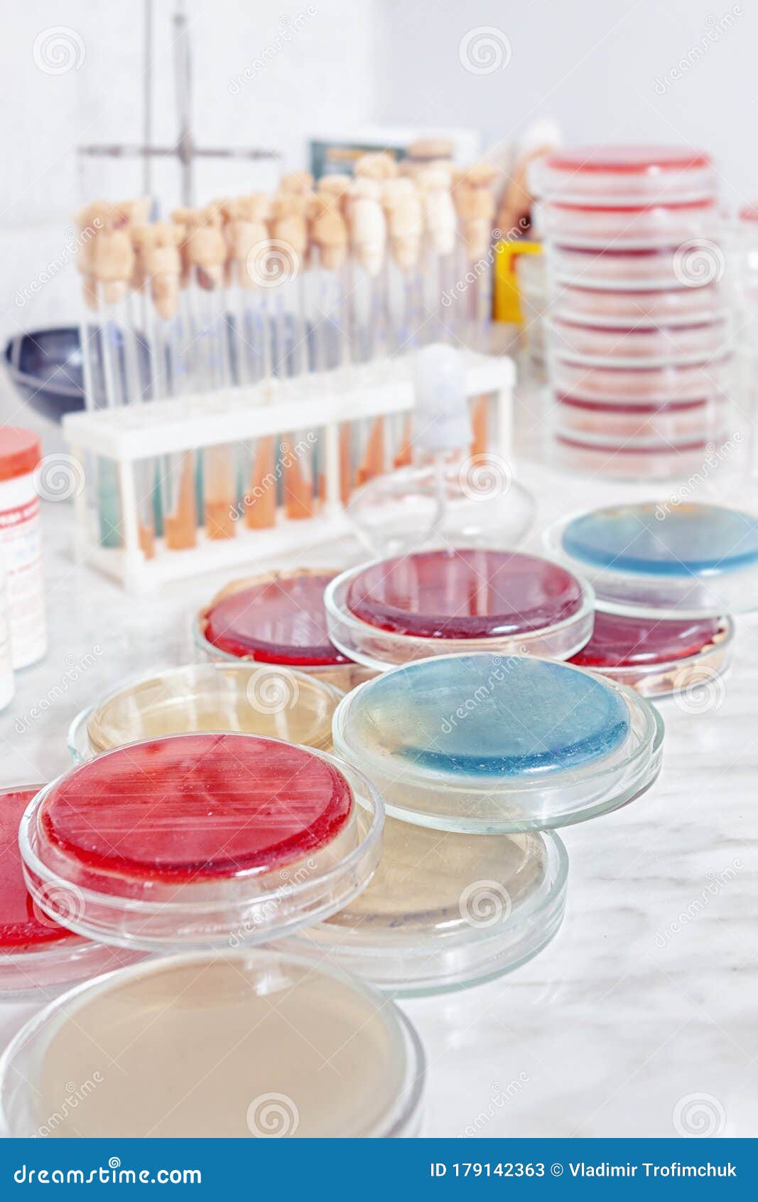 Table with Colony of Bacteria in Petri Dishes Stock Image Image of